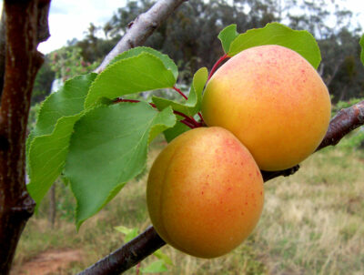 National Fruit of Armenia -Apricot Prunus