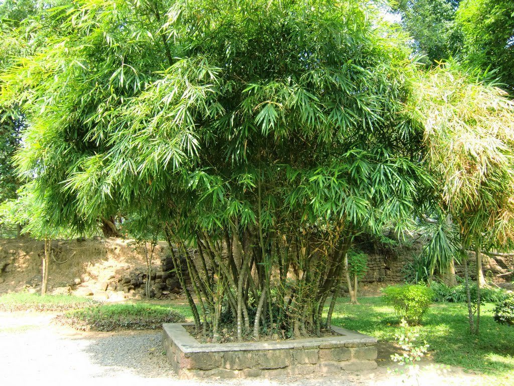 National Tree of Vietnam - Buddha Belly Bamboo