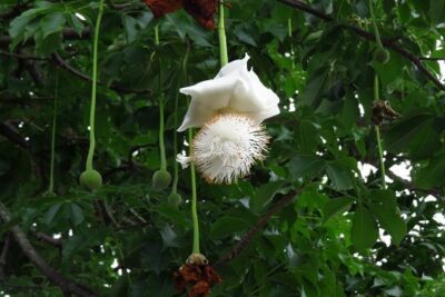 National Flower of Senegal -Baobab Flower