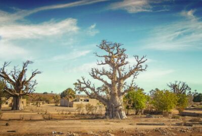 National Tree of Senegal - Baobab tree