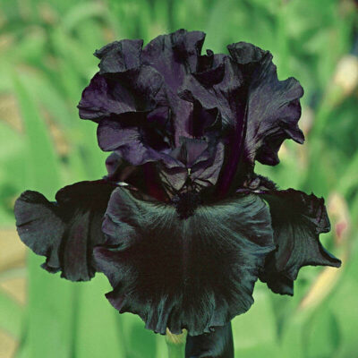 National Flower of Jordan -Black Iris