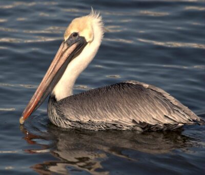 National bird of Saint Kitts and Nevis - Brown pelican