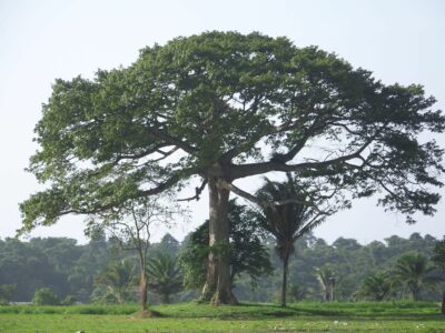 National Tree of Puerto Rico - Ceiba