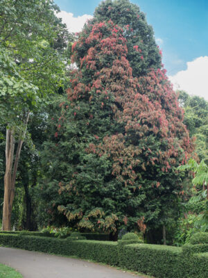 National Tree of Sri Lanka - Ceylon ironwood 