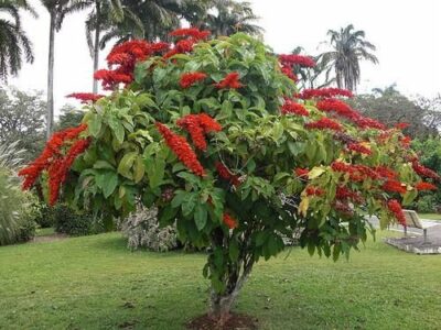 National Tree of Trinidad and Tobago - Chaconia