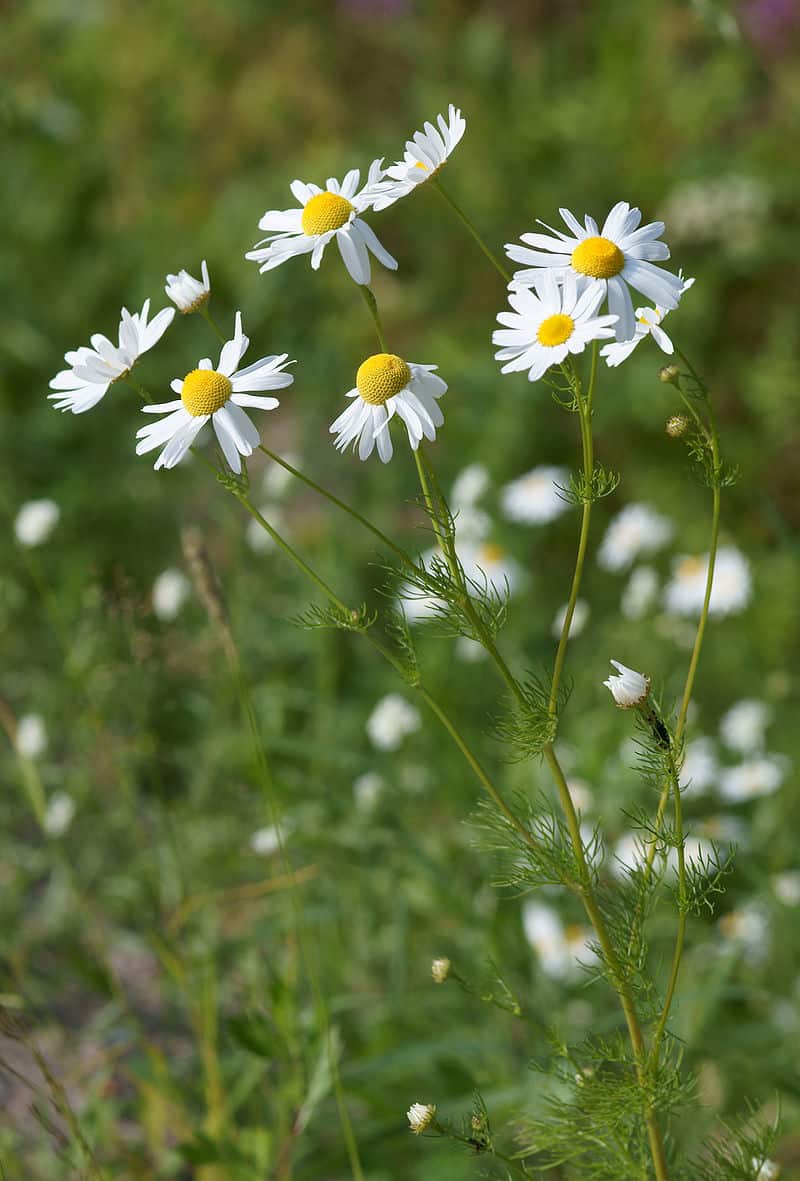 National Flower of Russia -Chamomile