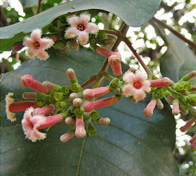 National Tree of Ecuador - Cinchona pubescens