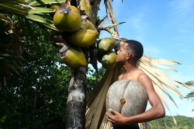 National Fruit of Seychelles -Coco de mer
