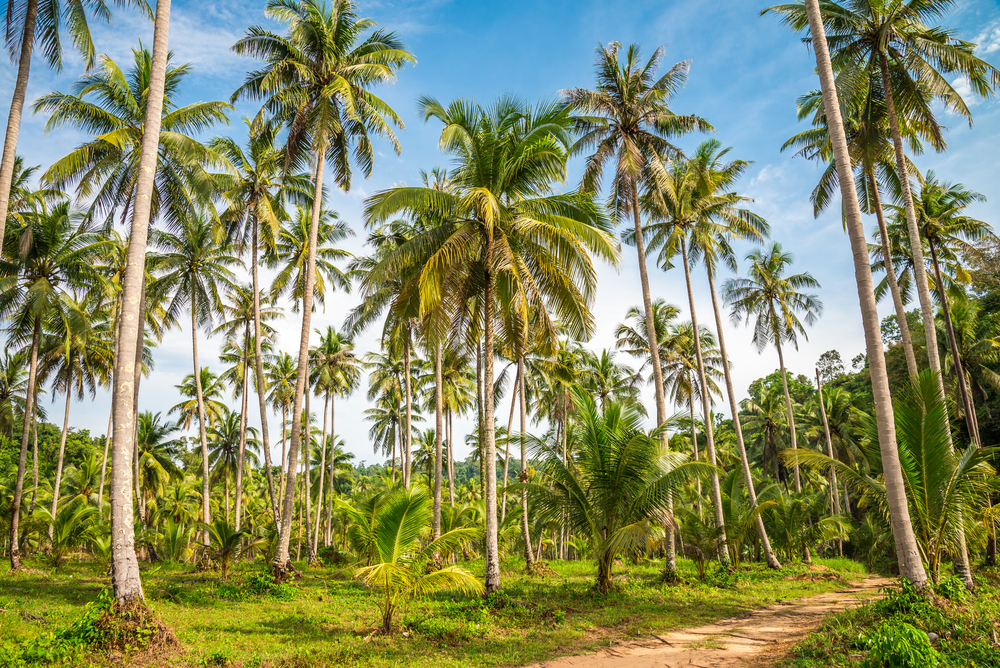 National Tree of Vanuatu - Coconut palm