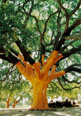 National Tree of Portugal - Cork oak