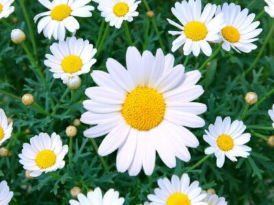 National Flower of Latvia -Daisy