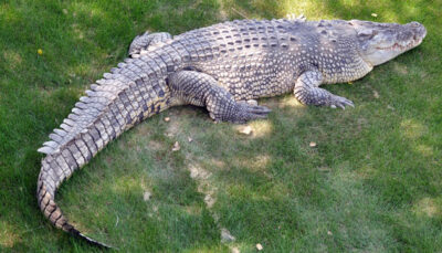 National Animal of East Timor (Timor-Leste) - Dreaded crocodile