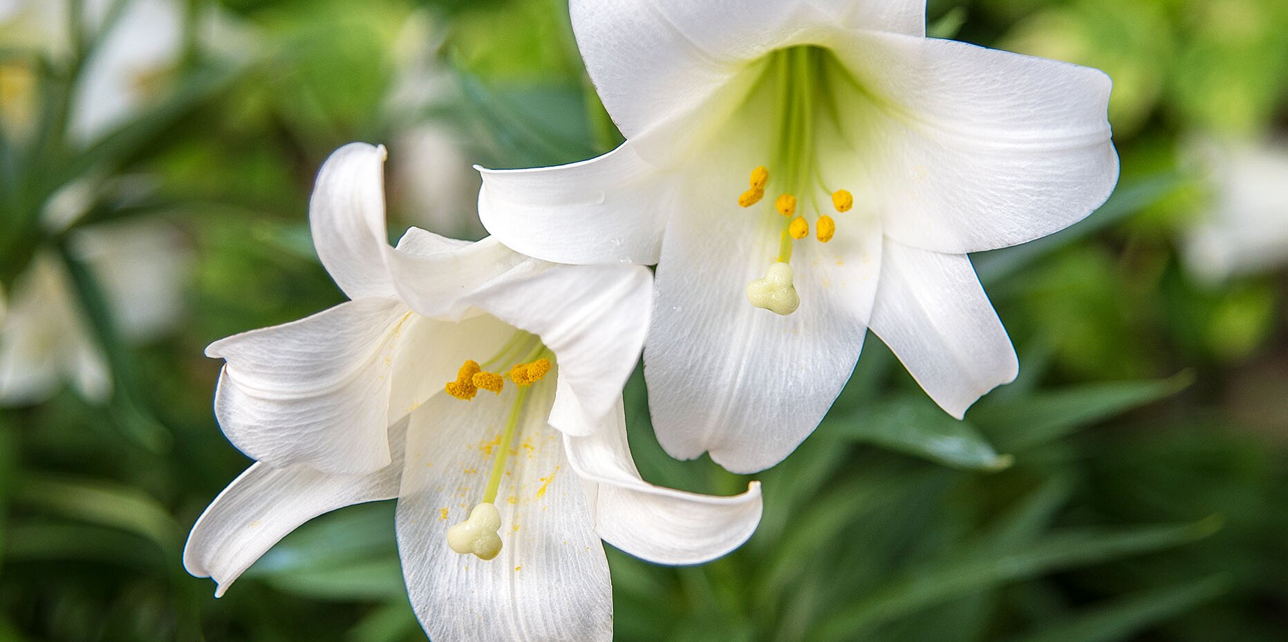 National Flower of Holy See (Vatican City) -Easter lily