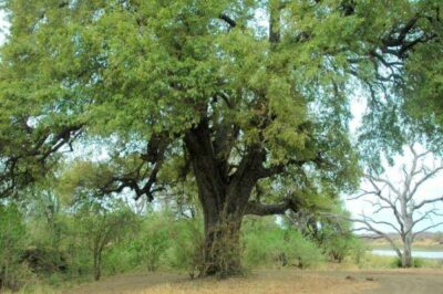 National Tree of Mauritius - Ebony tree