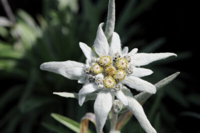 National Flower of Switzerland -Edelweiss