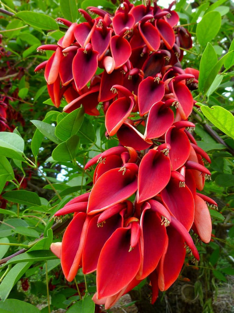 National Flower of Uruguay -Cockspur