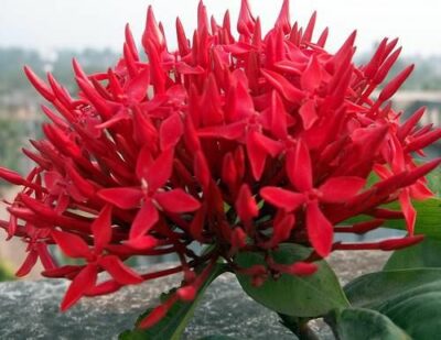 National Flower of Suriname -Faya lobi