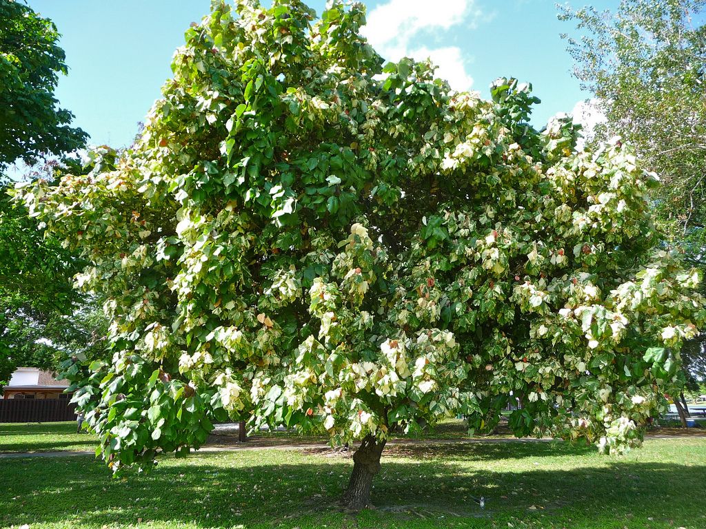 National Tree of Tuvalu - Sea Hibiscus or Coast Cottonwood