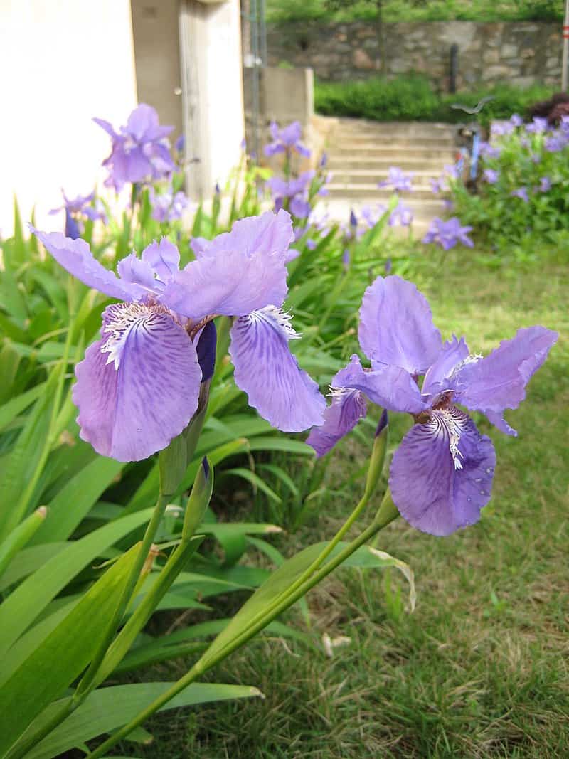 National Flower of Algeria -Wall iris