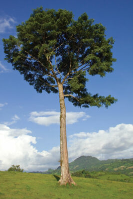 National Tree of Equatorial Guinea - Kapok tree