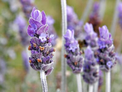 National Flower of Portugal -Lavender