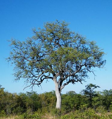 National Tree of Mozambique - Leadwood tree