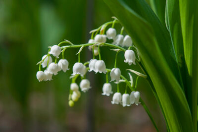 National Flower of Serbia -Lily of the valley