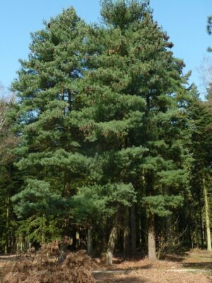 National Tree of North Macedonia - Macedonian pine