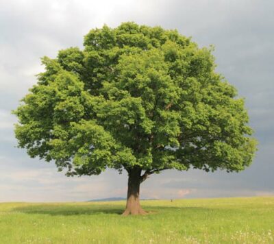 National Tree of Moldova - Oak
