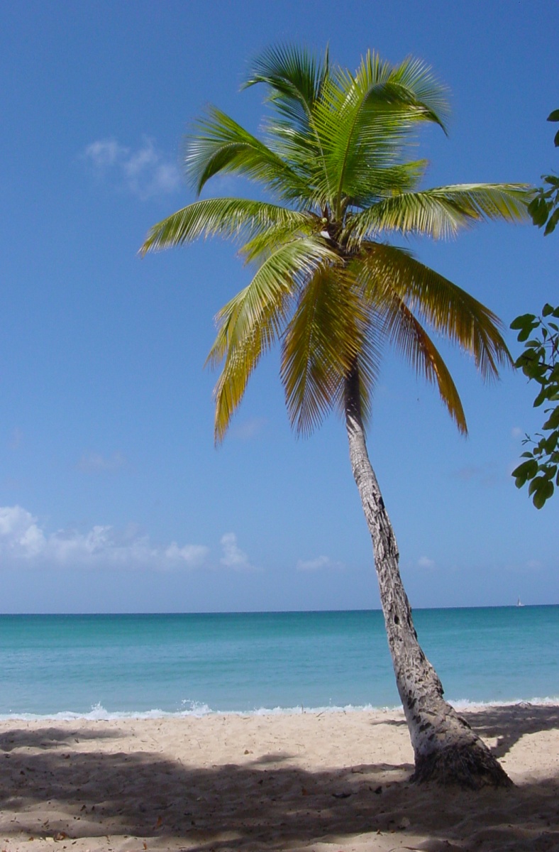 National Tree of British Indian Ocean Territory - Palm tree