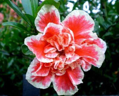 National Flower of Libya -Pomegranate Blossom - Pixdaus