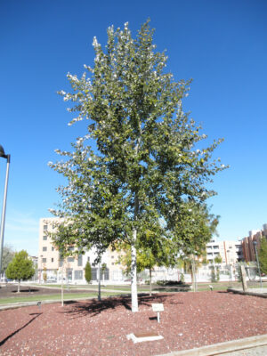National Tree of Armenia - Silver leaf poplar