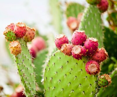 National Fruit of Malta -Prickly pear