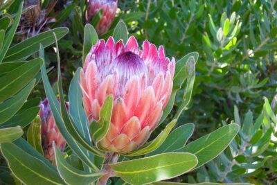 National Flower of Central African Republic -King Protea