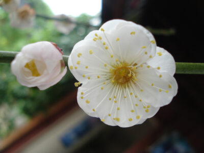 National Flower of Taiwan -Plum Blossom