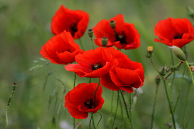 National flower of Belgium - Red Poppy