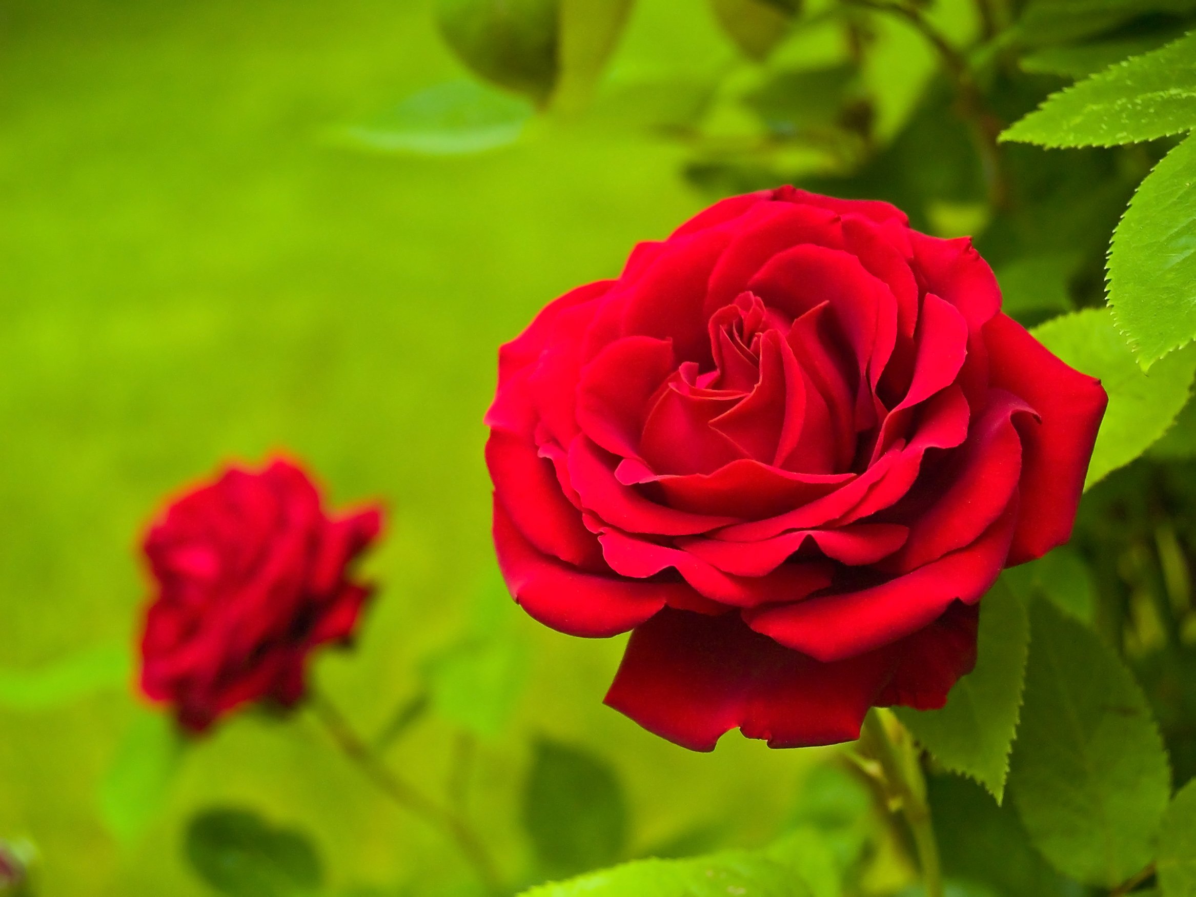 National Flower of Burkina Faso -Red Rose
