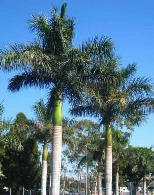 National Tree of Cuba - Royal Palm