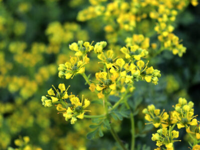 National Flower of Lithuania -Rue plant