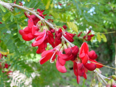 National Flower of Dominica -Sabinea Carinalis