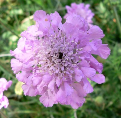 National Flower of Mongolia -Scabiosa