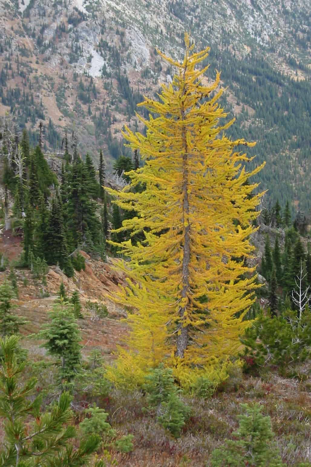 National Tree of Russia - Siberian larch