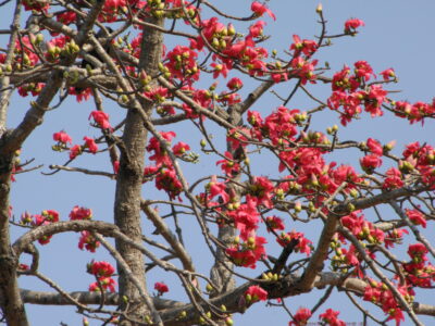 National Tree of Guinea - Silk cotton tree