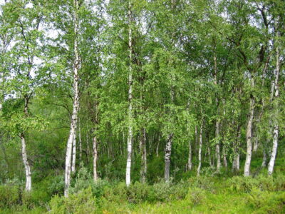 National Tree of Finland - Silver birch
