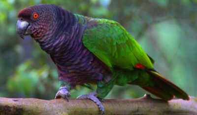 National bird of Dominica