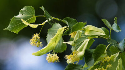 National Tree of Czech Republic - Small-leaved Lime/Small-leaved Linden