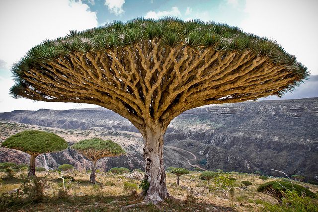 National Tree of Yemen - Socotra dragon tree