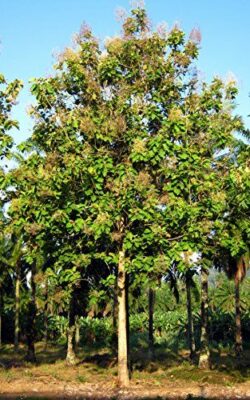 National Tree of Indonesia - Teak Tectona