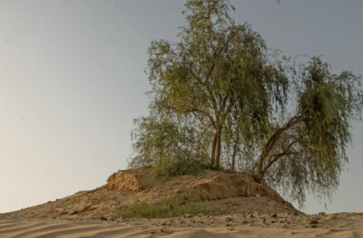 National Tree of United Arab Emirates - The Ghaf