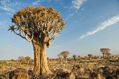 National Tree of Namibia - Quiver